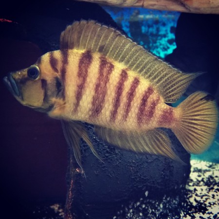 Altolamprolugus Compressiceps Goldhead Erkek
